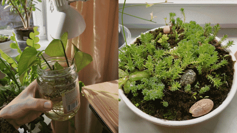 epipremnum+moss+succulents