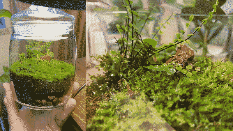 first-terrarium