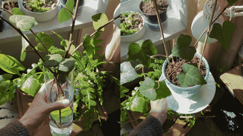 hedera-cuttings