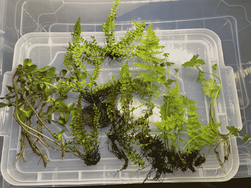 new-ferns